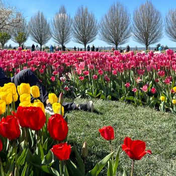 Colorful Tulip Garden at Seattle Festival 2025