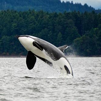 Whale Watching in Skagit County