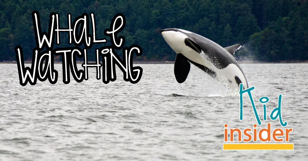 Whale watching in Skagit County, WA
