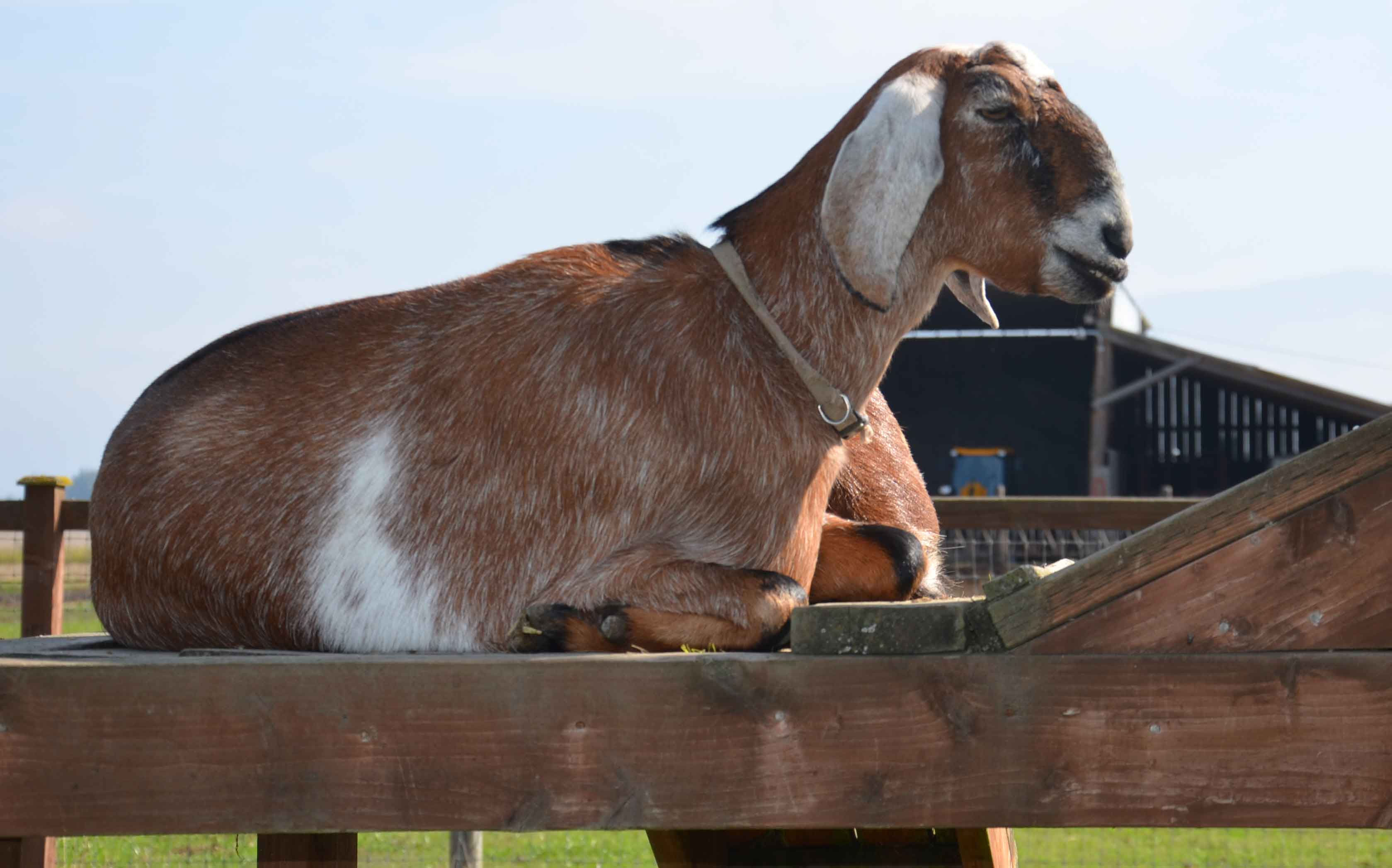 Schuh Farms Goat
