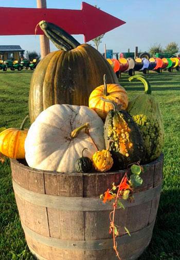 Schuh Farms Pumpkin Patch Mount Vernon WA Skagit Bumpy Gourds