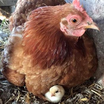 Schuh Farms Pumpkin Patch Mount Vernon WA Skagit Hen Chick