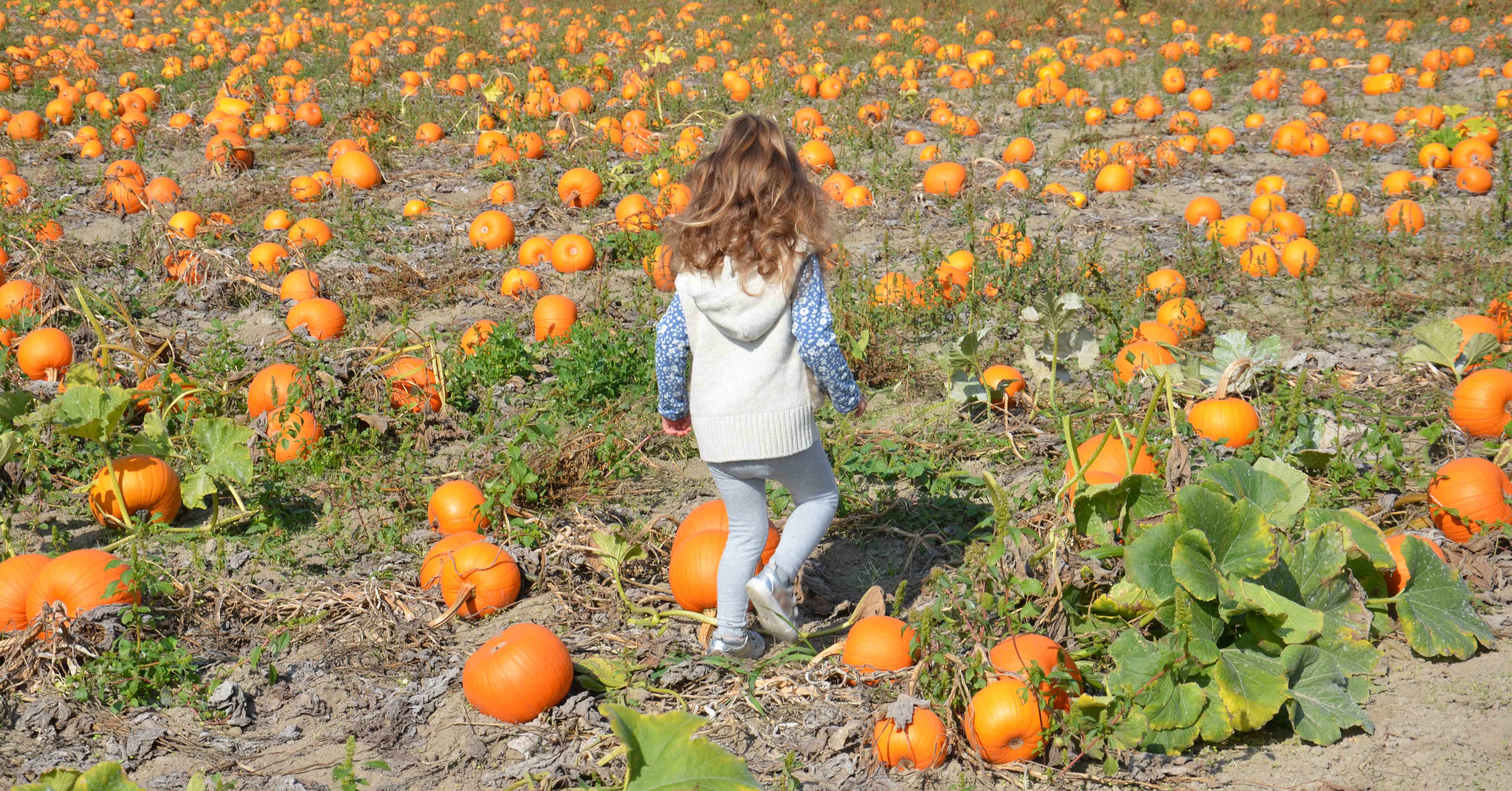 Schuh Farms Pumpkin Patch Pumpkins